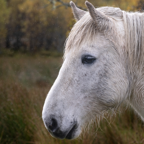  DSC0384 Highland Pony Coulin Estate 0384 Edit